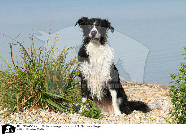 sitzender Border Collie / sitting Border Collie / SS-45129