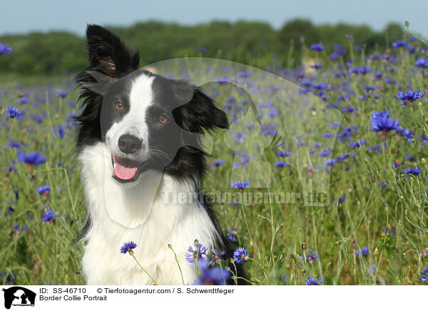 Border Collie Portrait / Border Collie Portrait / SS-46710