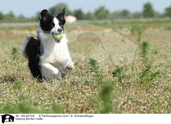 spielender Border Collie / playing Border Collie / SS-46728