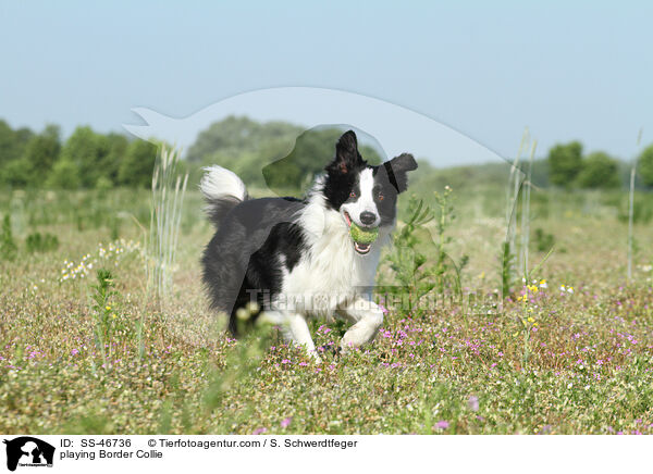 spielender Border Collie / playing Border Collie / SS-46736