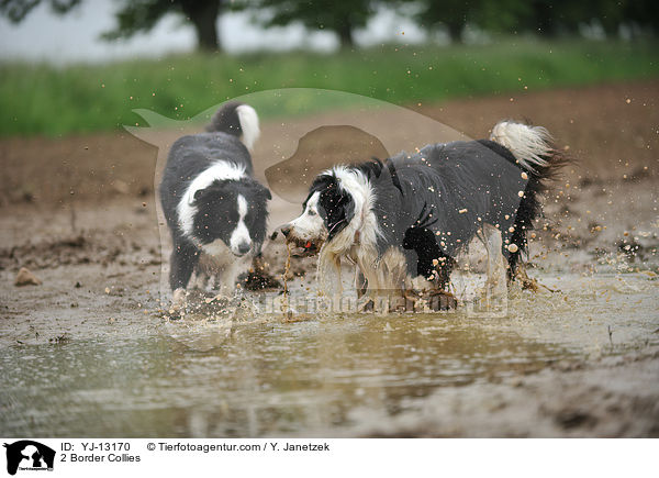 2 Border Collies / 2 Border Collies / YJ-13170