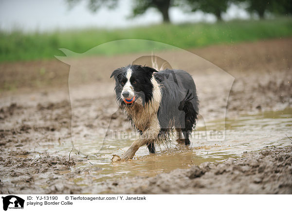 spielender Border Collie / playing Border Collie / YJ-13190