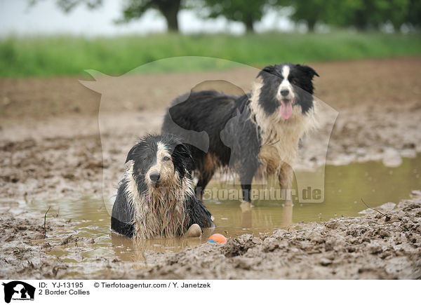 2 Border Collies / 2 Border Collies / YJ-13195