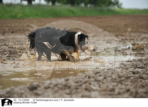 spielender Border Collie / playing Border Collie / YJ-13200