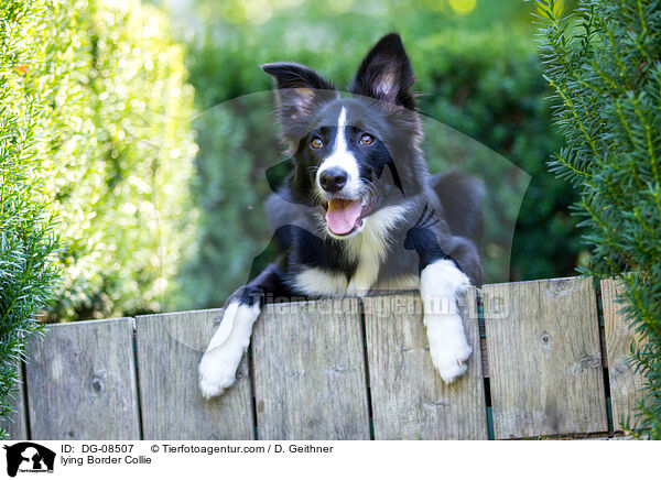 liegender Border Collie / lying Border Collie / DG-08507