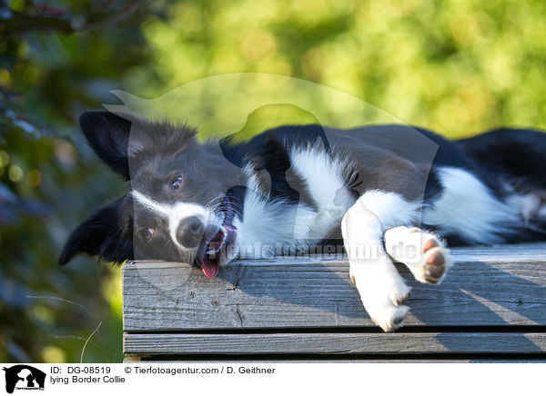 liegender Border Collie / lying Border Collie / DG-08519