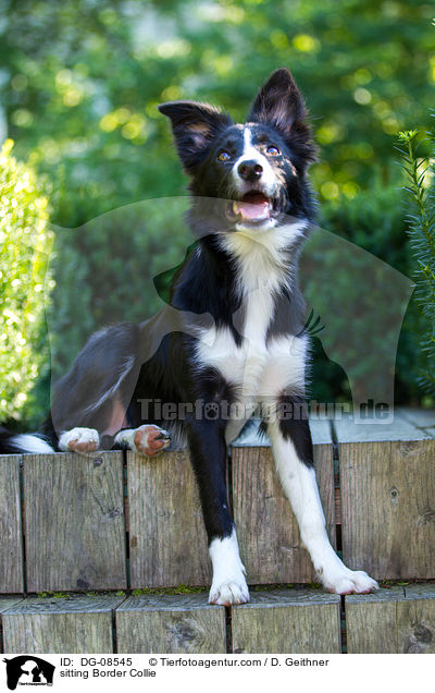 sitzender Border Collie / sitting Border Collie / DG-08545