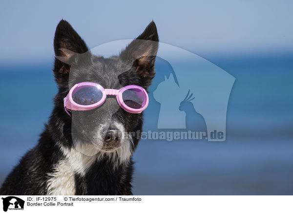 Border Collie Portrait / Border Collie Portrait / IF-12975