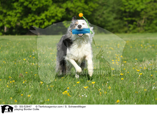 spielender Border Collie / playing Border Collie / SS-52847