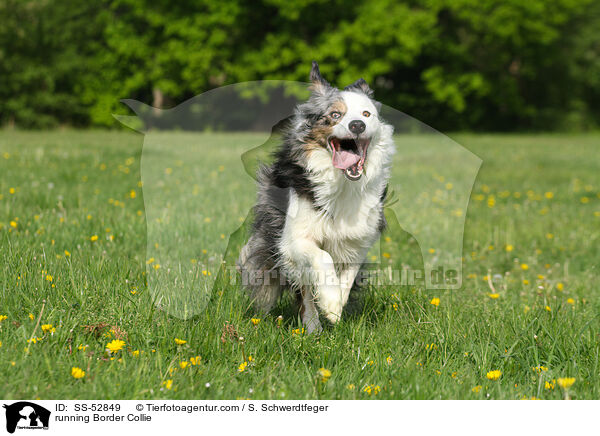 rennender Border Collie / running Border Collie / SS-52849