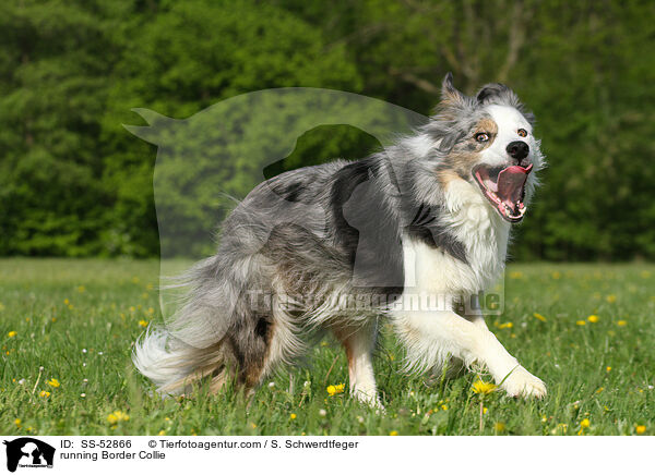 rennender Border Collie / running Border Collie / SS-52866