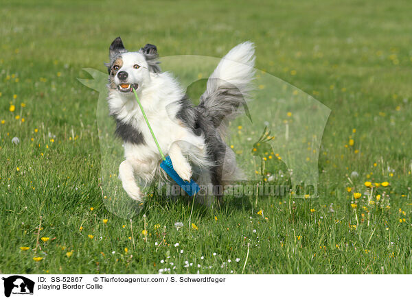 spielender Border Collie / playing Border Collie / SS-52867