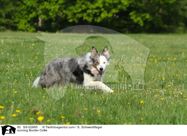 rennender Border Collie / running Border Collie / SS-52885