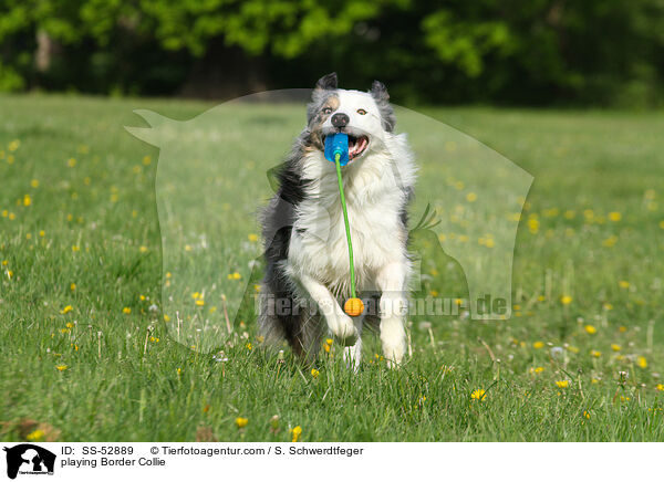 spielender Border Collie / playing Border Collie / SS-52889