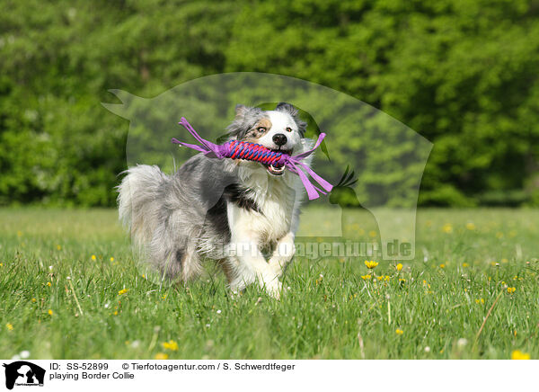 spielender Border Collie / playing Border Collie / SS-52899