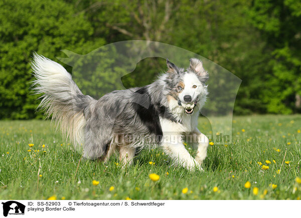 spielender Border Collie / playing Border Collie / SS-52903