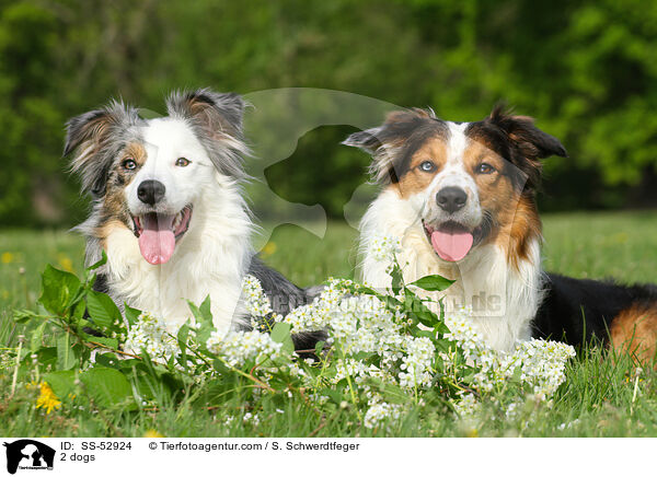 2 Hunde / 2 dogs / SS-52924