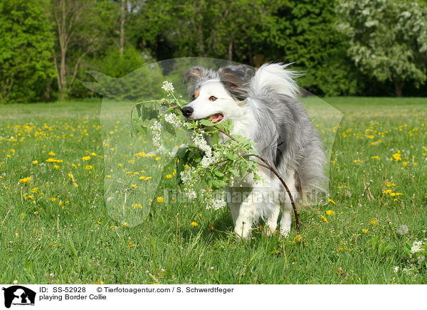 spielender Border Collie / playing Border Collie / SS-52928