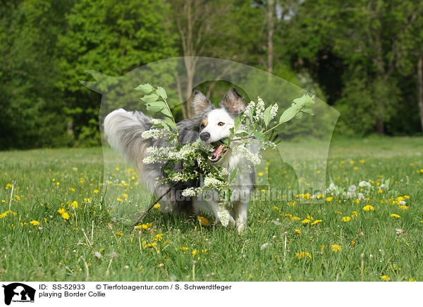 spielender Border Collie / playing Border Collie / SS-52933