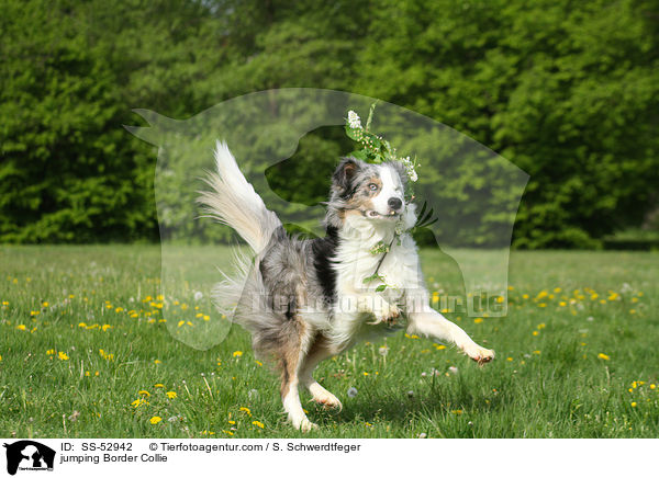 springender Border Collie / jumping Border Collie / SS-52942