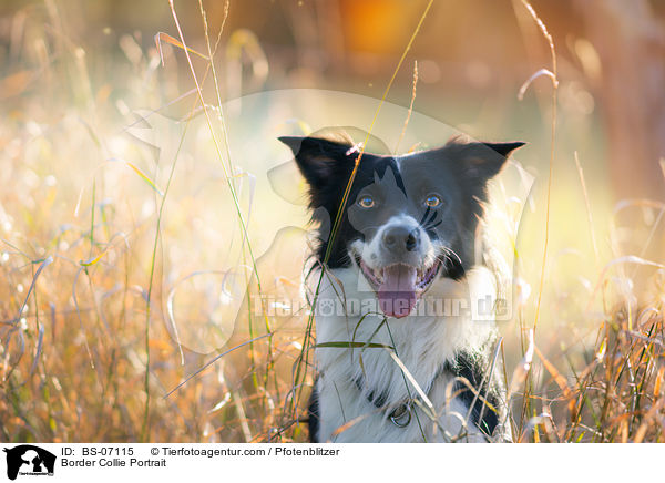 Border Collie Portrait / Border Collie Portrait / BS-07115