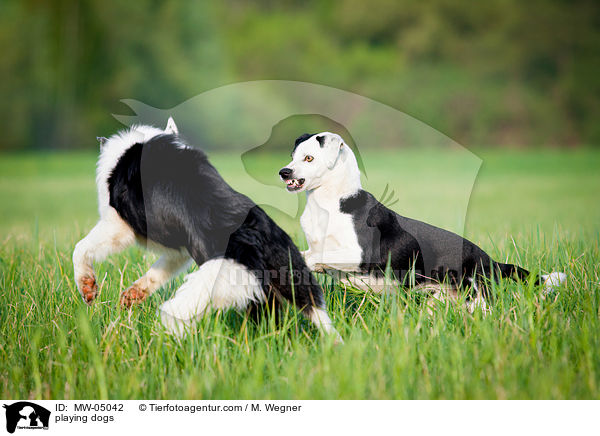 spielende Hunde / playing dogs / MW-05042