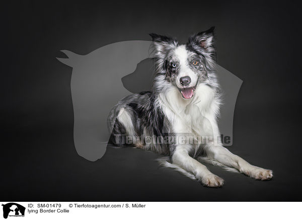 liegender Border Collie / lying Border Collie / SM-01479