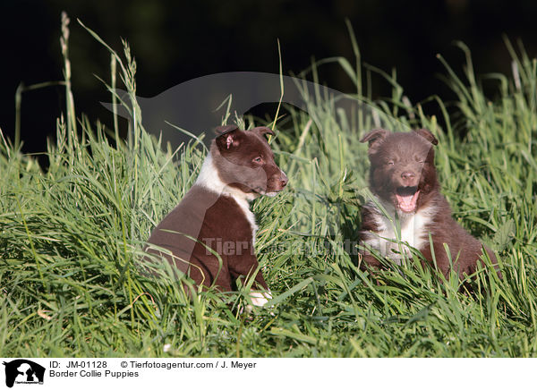 Border Collie Welpen / Border Collie Puppies / JM-01128