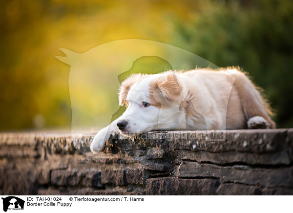 Border Collie Welpe / Border Collie Puppy / TAH-01024