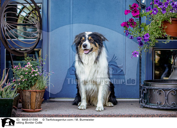 sitzender Border Collie / sitting Border Collie / MAB-01596