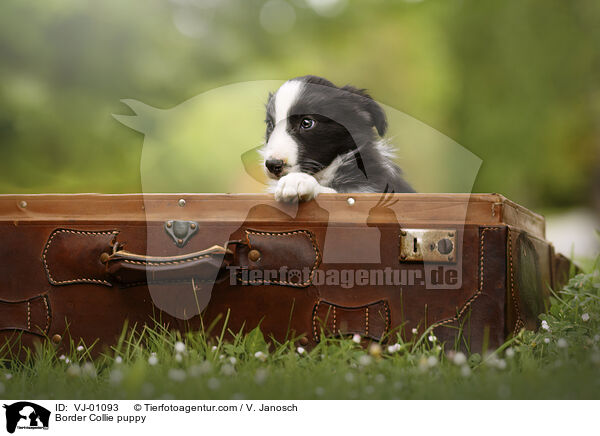 Border Collie Welpe / Border Collie puppy / VJ-01093