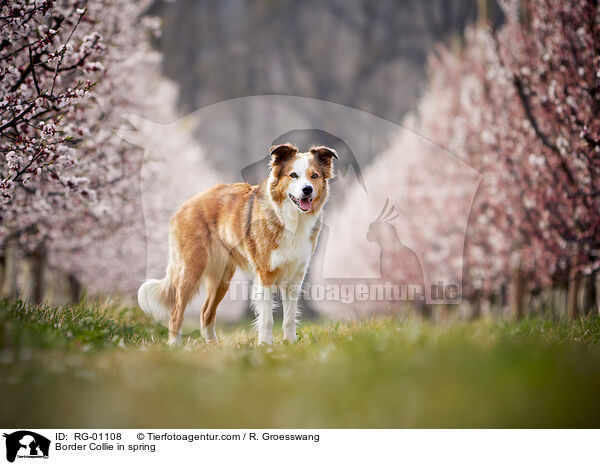 Border Collie im Frhling / Border Collie in spring / RG-01108