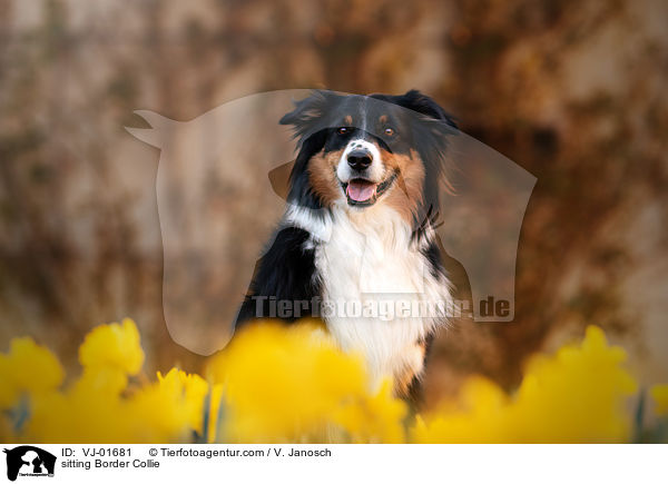 sitzender Border Collie / sitting Border Collie / VJ-01681