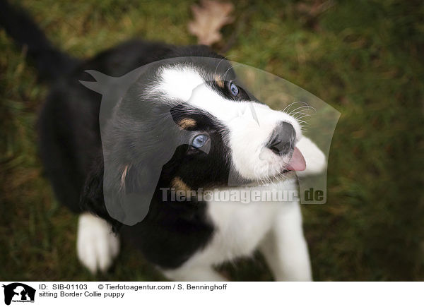 sitzender Border Collie Welpe / sitting Border Collie puppy / SIB-01103