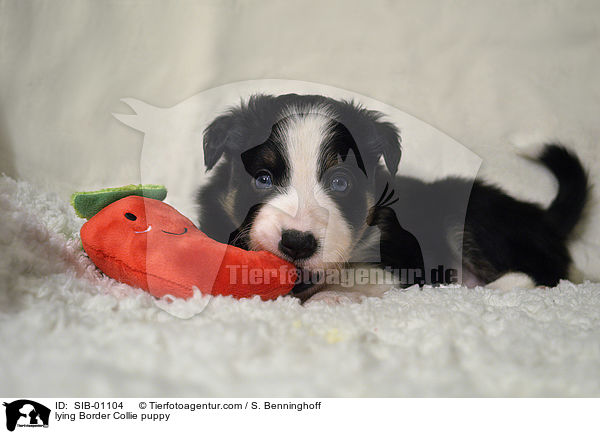 liegender Border Collie Welpe / lying Border Collie puppy / SIB-01104