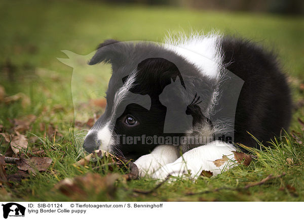 liegender Border Collie Welpe / lying Border Collie puppy / SIB-01124