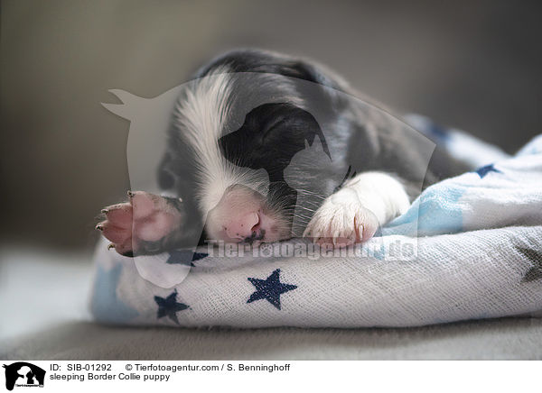 schlafender Border Collie Welpe / sleeping Border Collie puppy / SIB-01292