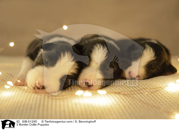 drei Border Collie Welpen / 3 Border Collie Puppies / SIB-01295