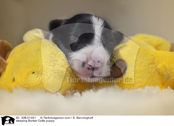 schlafender Border Collie Welpe / sleeping Border Collie puppy / SIB-01301