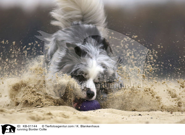 rennender Border Collie / running Border Collie / KB-01144