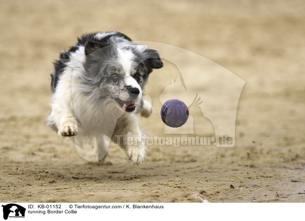 rennender Border Collie / running Border Collie / KB-01152