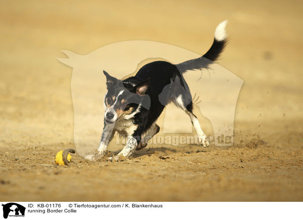 rennender Border Collie / running Border Collie / KB-01176