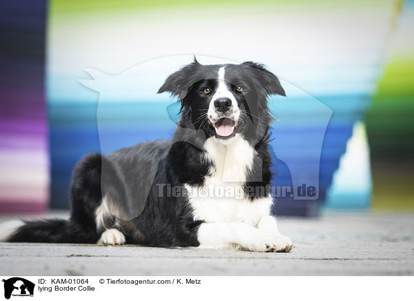 liegender Border Collie / lying Border Collie / KAM-01064