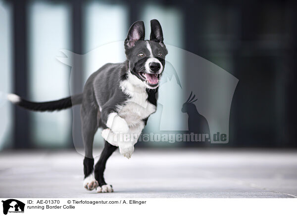 rennender Border Collie / running Border Collie / AE-01370