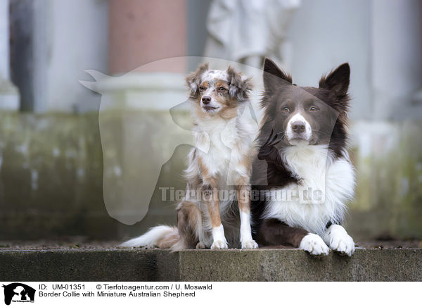 Border Collie mit Miniature Australian Shepherd / Border Collie with Miniature Australian Shepherd / UM-01351