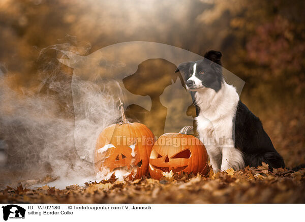 sitzender Border Collie / sitting Border Collie / VJ-02180