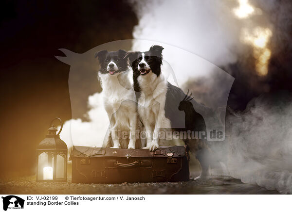 stehende Border Collies / standing Border Collies / VJ-02199