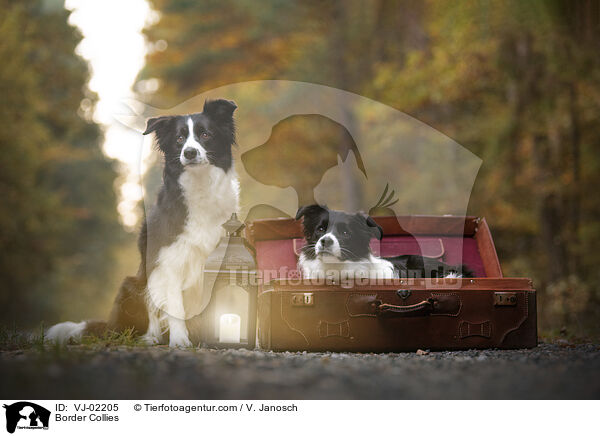 Border Collies / Border Collies / VJ-02205