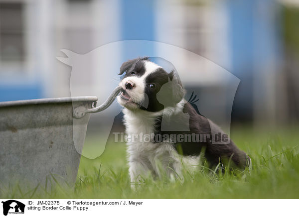 sitzender Border Collie Welpe / sitting Border Collie Puppy / JM-02375