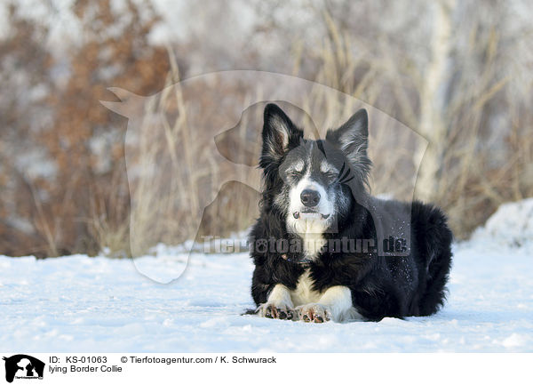 liegender Border Collie / lying Border Collie / KS-01063